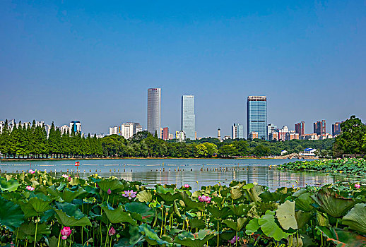 bạch thủ lô miền bắc