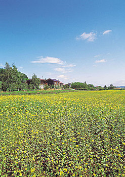 soi cầu 188