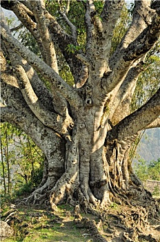 bạch thủ đề hôm nay miễn phí