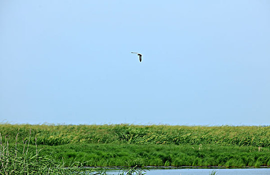 lô bạch thủ