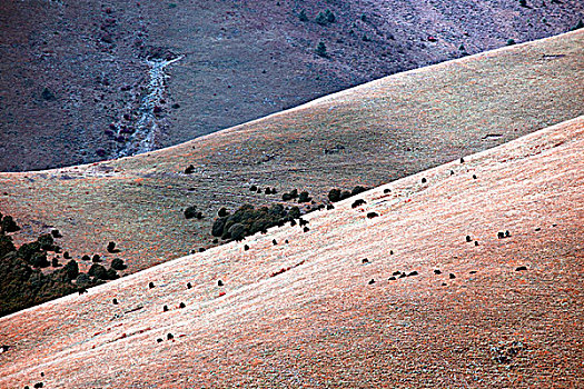 soi cau lo de rong bach kim