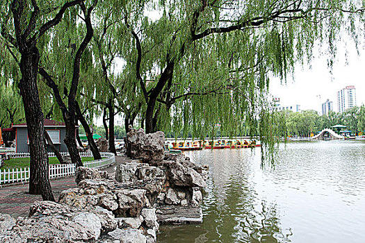 soi cau lô bạch thủ