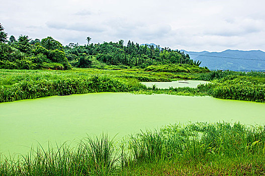 lo bach thu khung 5 ngay