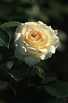 lôde88