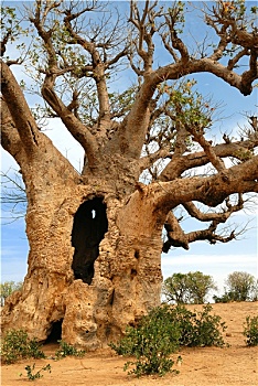 caothuchotso