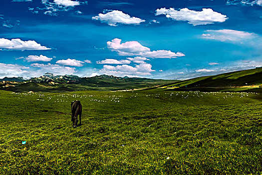 soi cau bach thu binh dinh