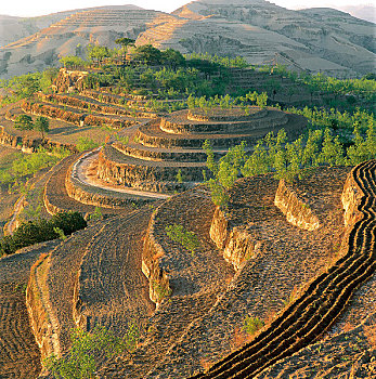 thong ke rong bach kim gio vang