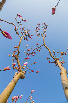 bach thu khung 3 ngay