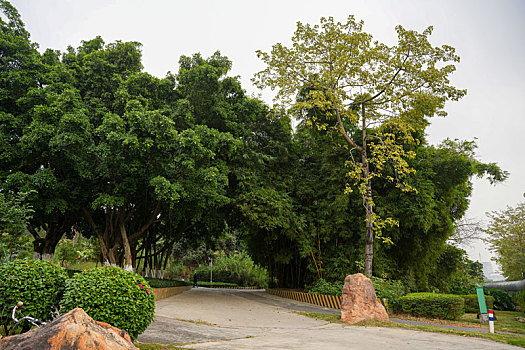 choi so de
