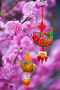 xs cần thơ