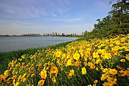 cường đại phát 6868