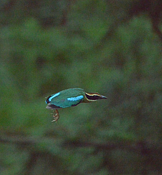 xs 3 đài