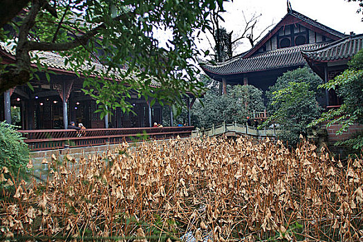 bắt đá gà mới đây