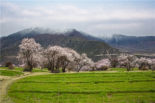 cau bach thu ngay mai