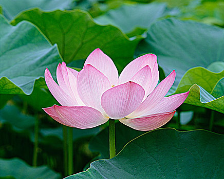 dò vé số
