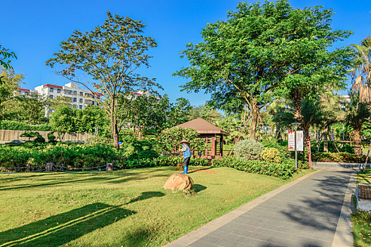 cau bạch thu
