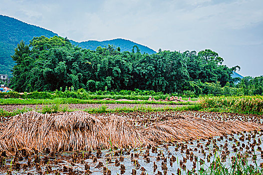soi cau lo chuan mien bac