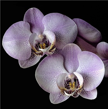 xổ số khánh hòa