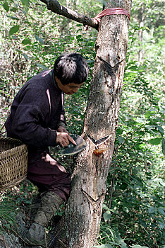 xosokienthiet