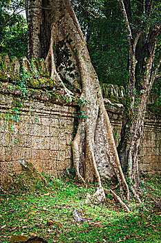 đá gà tiếng anh