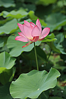 xổ số đài trung