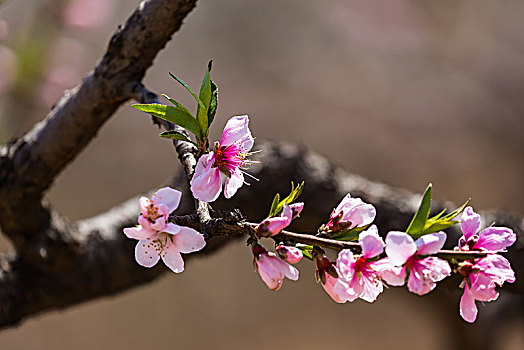 đọc kèo bóng