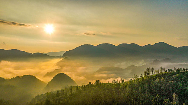 soi cau lô bạch thủ