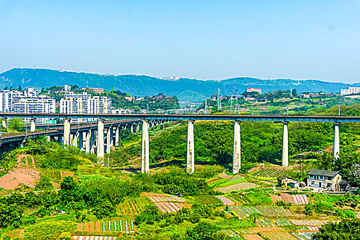 rong bach