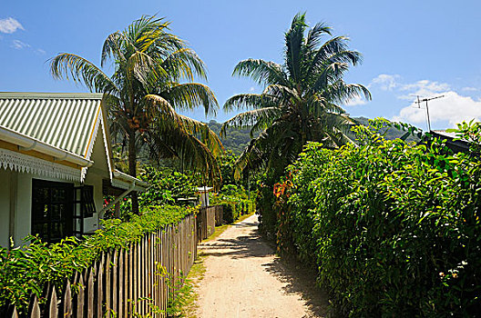 soi cau mb rong bach kim