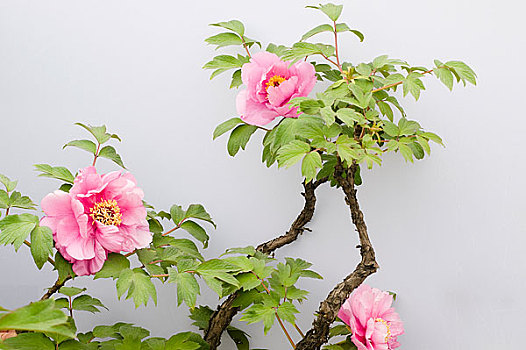 kiến thiết miền bắc