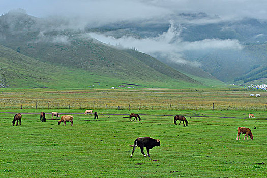 soi cau du doan