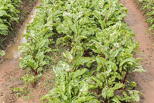 soi cầu xổ số gia lai