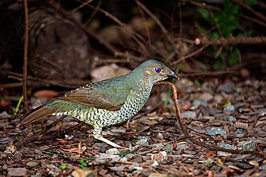 du doan xs 24 gio
