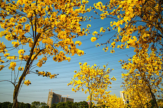 cách đánh đề dàn