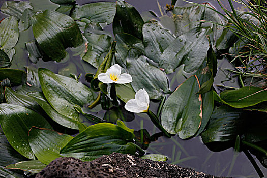 bạch thủ lô hôm nay