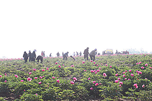 soicau bachthu