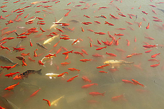 cách đánh dàn đề