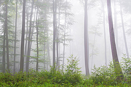 soi cau rong bach kim 2nhay
