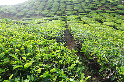 soi cầu 247 miễn phí