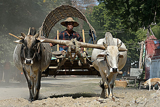 soi cau bach rong kim