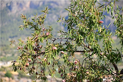 bạch thủ miền bắc