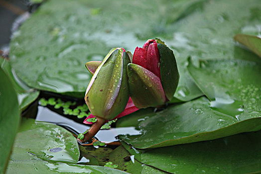 3 càng miền bắc