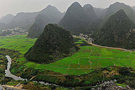 soi cau bach thu lo mien bac