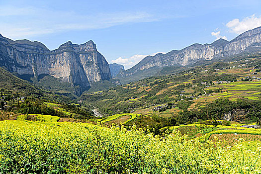 cau bạch thu