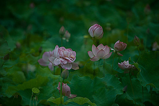 soi cau rong bach kim 247