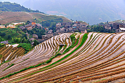 bạch thủ lô