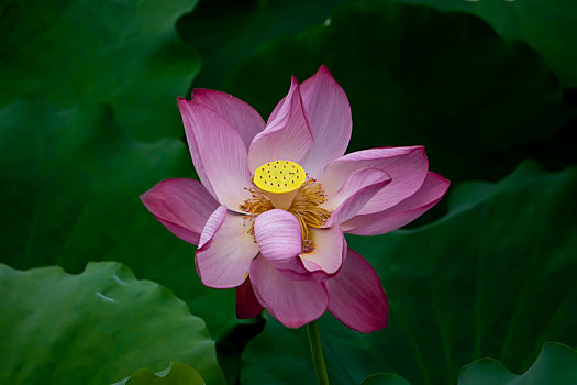 xstgiang