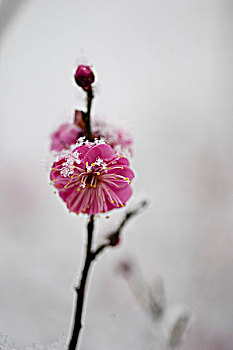 xs bình định