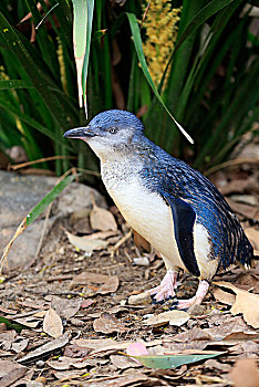 cách chơi đề dàn