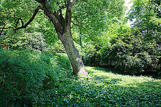 xổ sô
